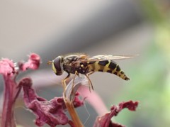 Dasysyrphus intrudens