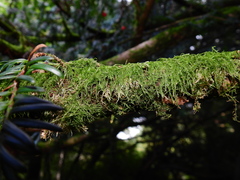 Pseudisothecium myosuroides