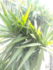 Asparagales