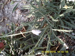 Brephulopsis cylindrica