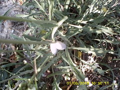 Brephulopsis cylindrica