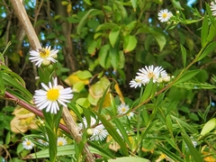 Symphyotrichum