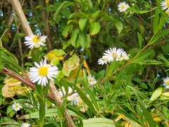 Symphyotrichum