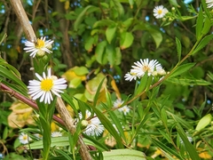 Symphyotrichum