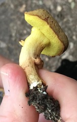 Boletus subtomentosus image