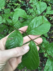 Pourthiaea villosa, photograph Andrew Conboy, CC BY, iNaturalist via GBIF