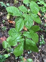 Pourthiaea villosa