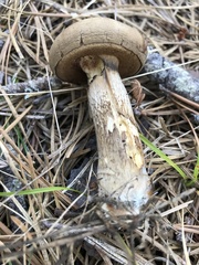 Retiboletus vinaceipes