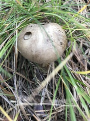 Retiboletus vinaceipes