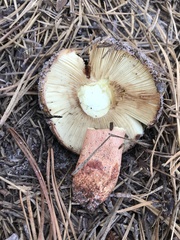 Russula ventricosipes