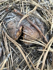Russula ventricosipes