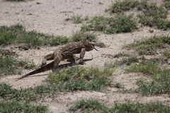 Varanus albigularis microstictus