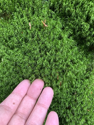 Image of Boulder Broom Moss (Dicranum fulvum) by (c) Brandon Corder, some rights reserved (CC BY)