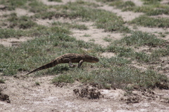Varanus albigularis microstictus