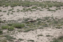 Varanus albigularis microstictus
