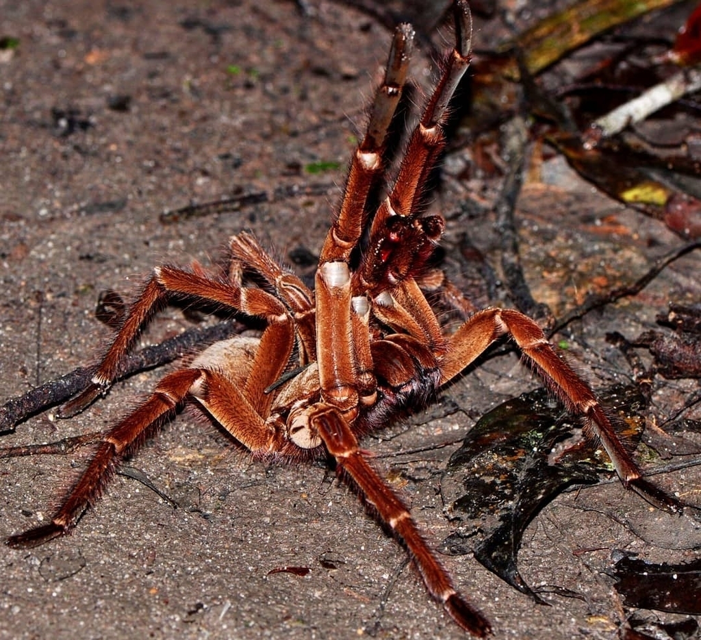 Tarántula Goliath (género Theraphosa) · iNaturalist Chile