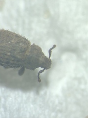 Trachyphloeus scabriculus