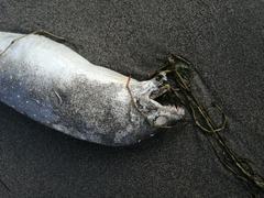 Gymnothorax equatorialis