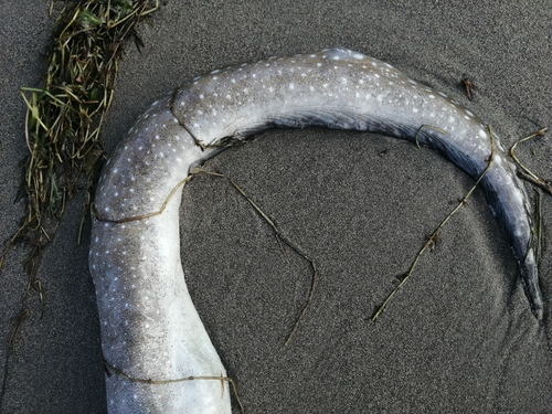 Spottail Moray