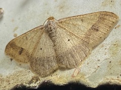 Psamatodes everiata