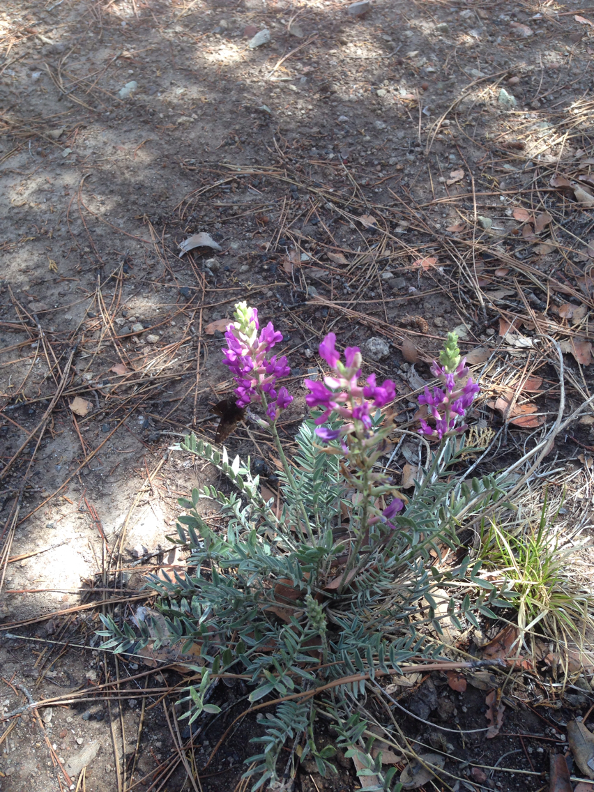 Oxytropis lambertii var. bigelovii