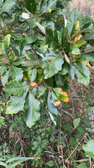 Quercus bicolor