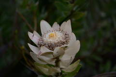 Leucadendron daphnoides