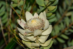Leucadendron daphnoides