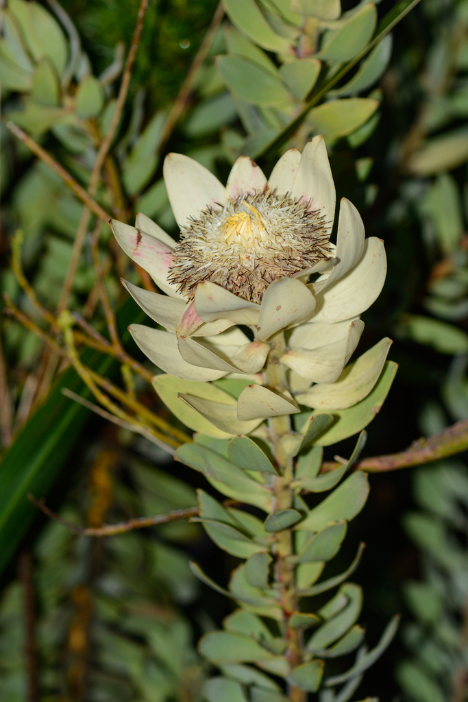 Ivory Sunbush