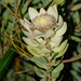 Leucadendron daphnoides - Photo (c) Peter Swart, algunos derechos reservados (CC BY-NC), subido por Peter Swart