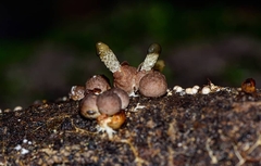 Xylophallus xylogenus