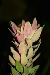 Leucadendron daphnoides