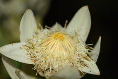 Leucadendron daphnoides