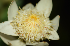 Leucadendron daphnoides
