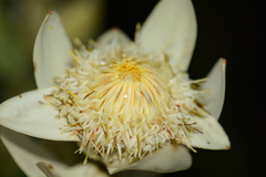 Leucadendron daphnoides