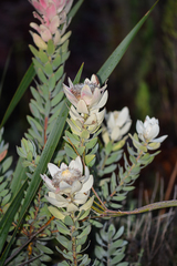 Leucadendron daphnoides