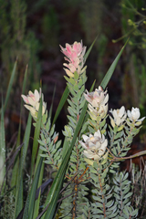 Leucadendron daphnoides