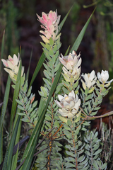 Leucadendron daphnoides