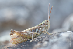 Omocestus petraeus