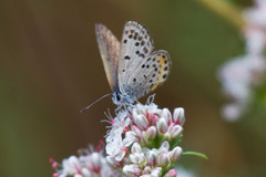 Euphilotes bernardino