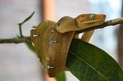 Corallus caninus