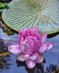 Victoria amazonica