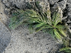 Ceratophyllum demersum