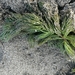 photo of Coontail (Ceratophyllum demersum)