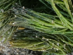 Ceratophyllum demersum