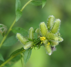 Rhopalomyia anthophila