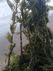 Ceratophyllum demersum