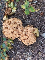 Desarmillaria caespitosa