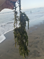 Ceratophyllum demersum