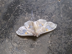 Siga pyronia
